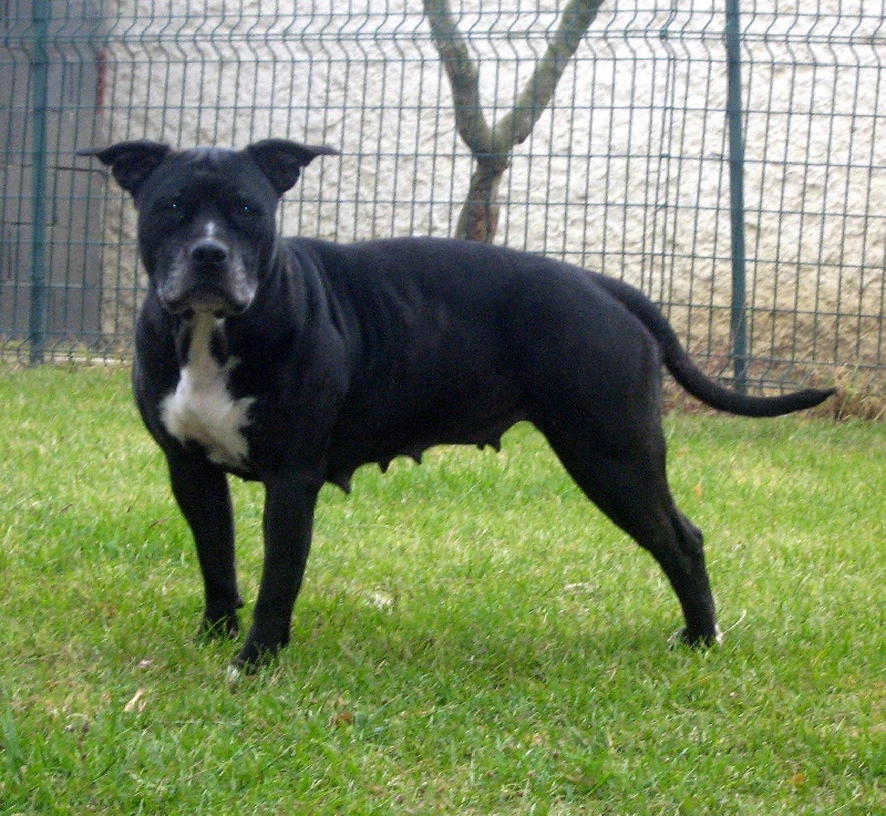 Arena black-night des Guerriers Occitans