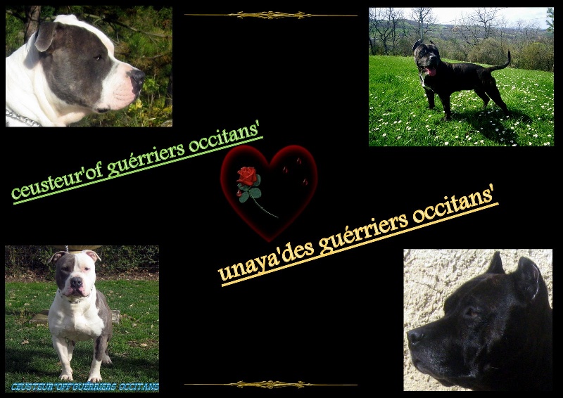 Dangerous black dodge des Guerriers Occitans