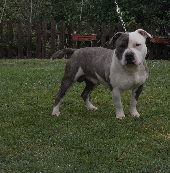 Publication : des Guerriers Occitans Auteur : lapeyre-frederic/ martins rose-m