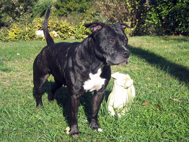 Arena black-night des Guerriers Occitans