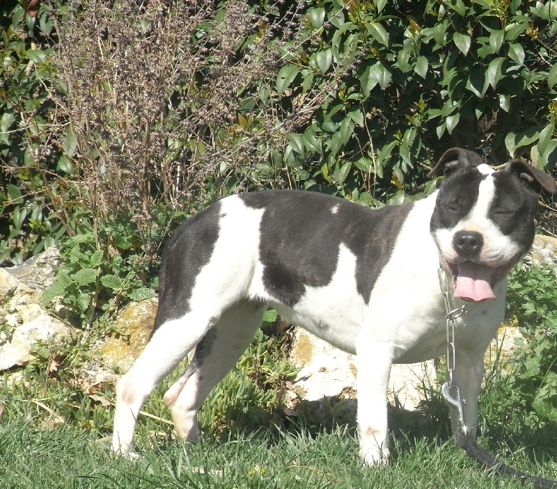 Holga' édition 2 ' des Guerriers Occitans