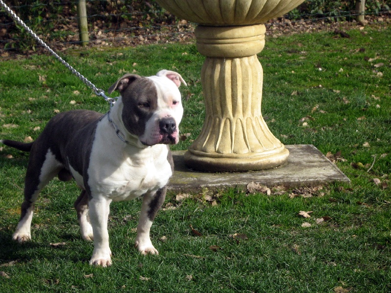 Cerdan ' alias ceusteur ' des Guerriers Occitans