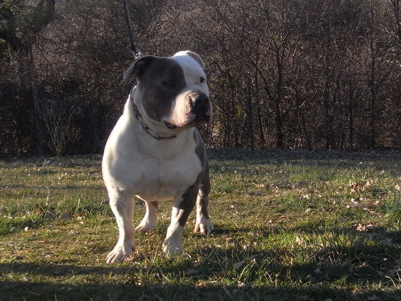 Publication : des Guerriers Occitans Auteur : lapeyre-frederic/ martins rose-m