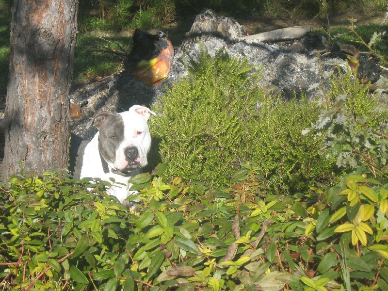 Cerdan ' alias ceusteur ' des Guerriers Occitans
