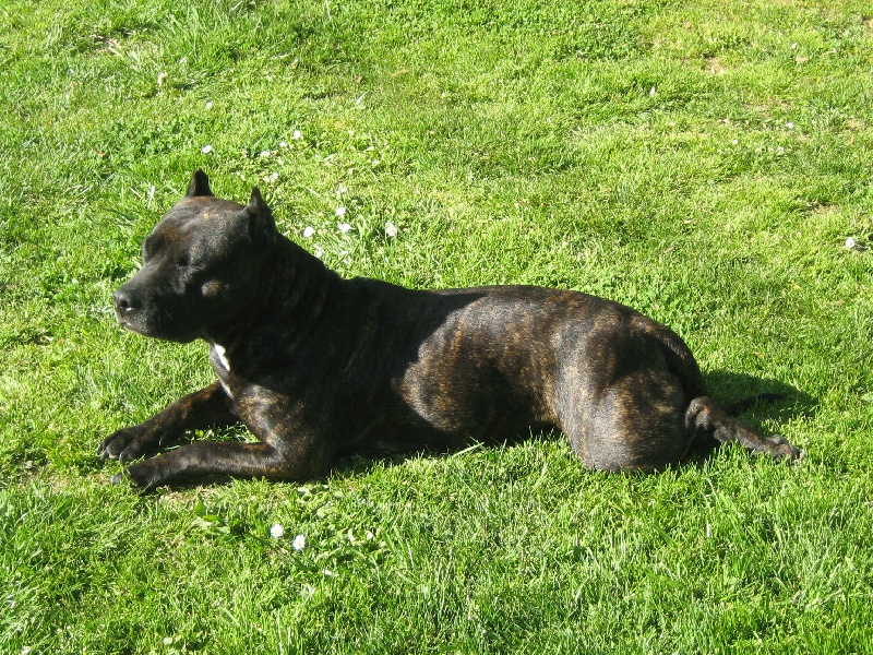 Unaya des Guerriers Occitans