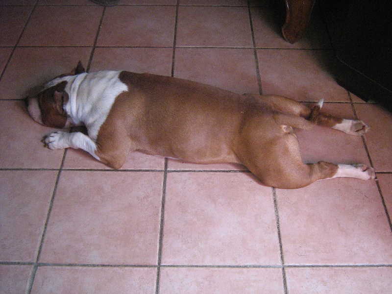 Magic-ster des Guerriers Occitans