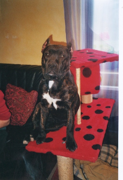 Unaya des Guerriers Occitans