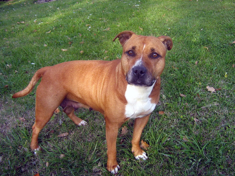 Usa- des Guerriers Occitans