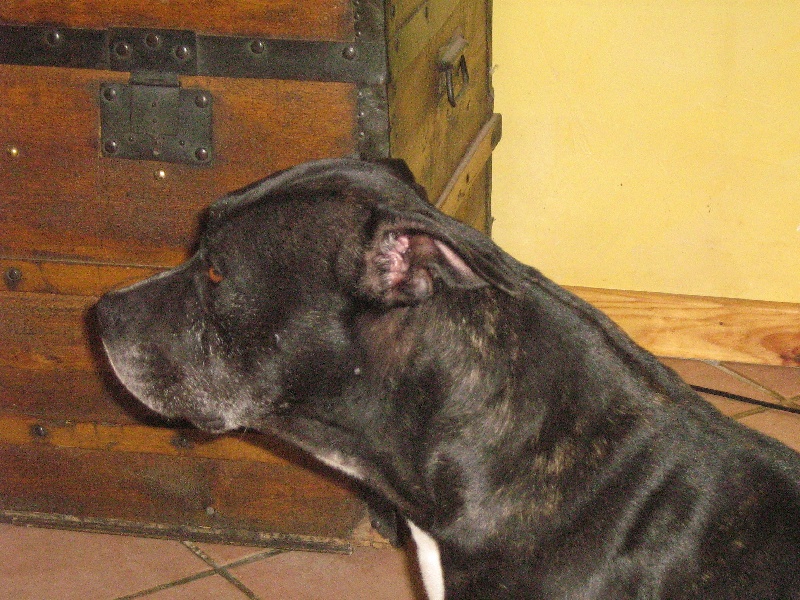 Arena black-night des Guerriers Occitans