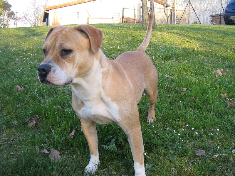 Arley-bety boops des Guerriers Occitans