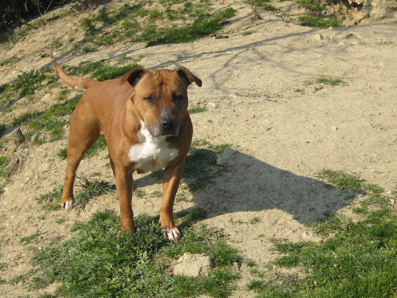 Usa- des Guerriers Occitans