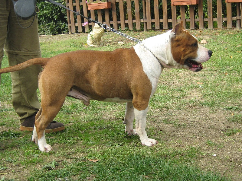 Magic-ster des Guerriers Occitans