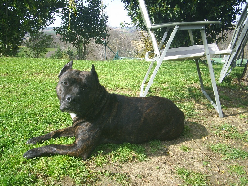 Unaya des Guerriers Occitans