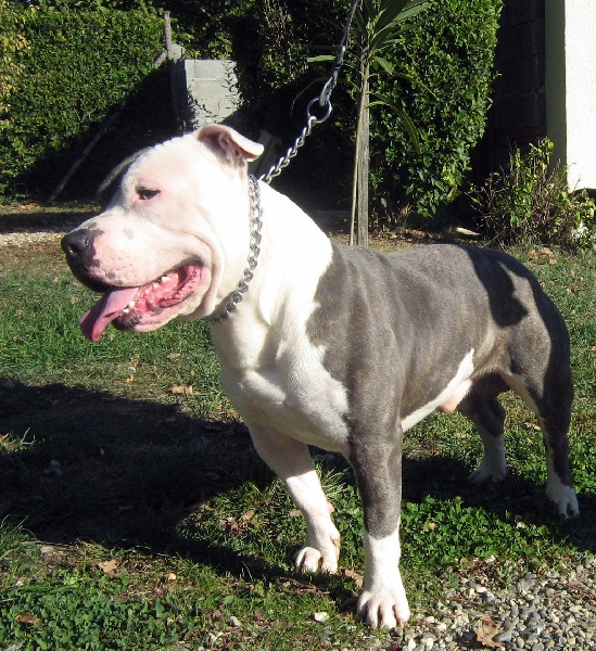 Cerdan ' alias ceusteur ' des Guerriers Occitans