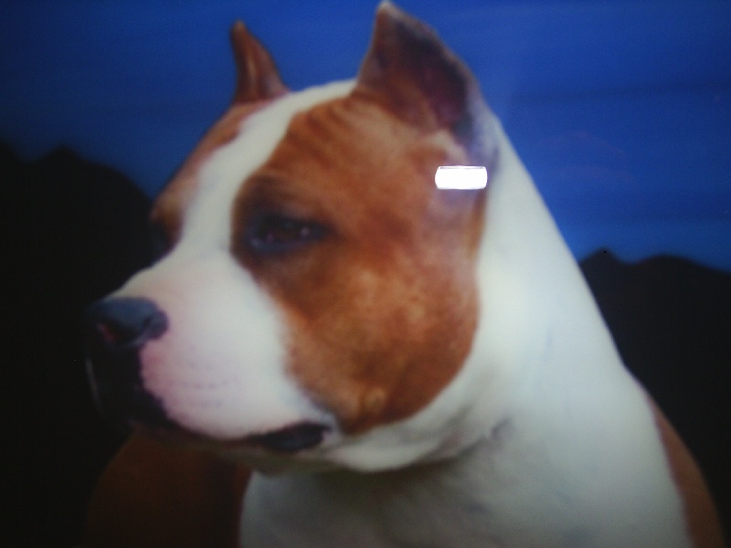 Magic-ster des Guerriers Occitans