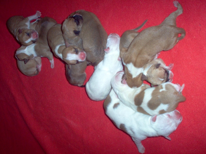 Arley-bety boops des Guerriers Occitans