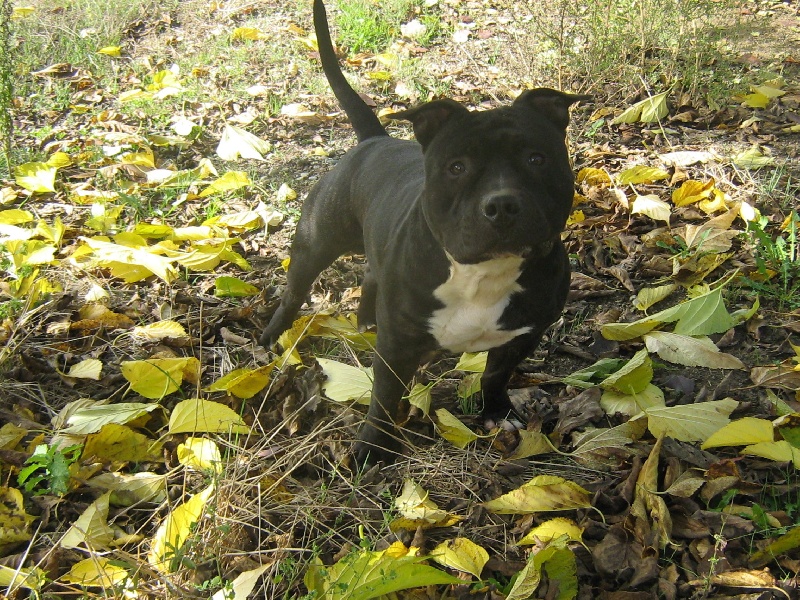 Dangerous black dodge des Guerriers Occitans