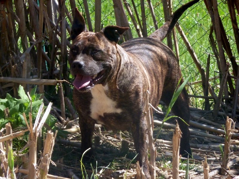 Faune queen safarie des Guerriers Occitans