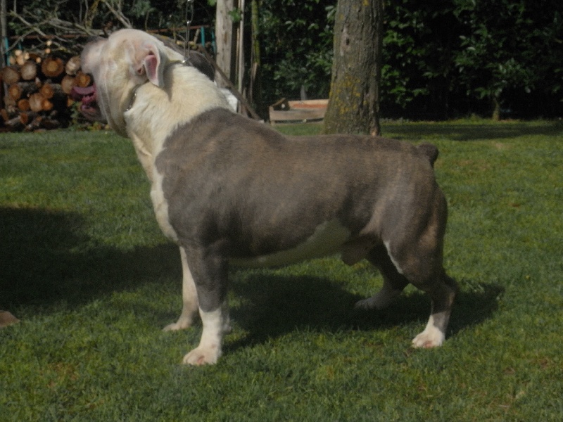 Publication : des Guerriers Occitans Auteur : lapeyre-frederic/ martins rose-m