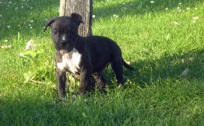 Elvis'  king off the king ' des Guerriers Occitans