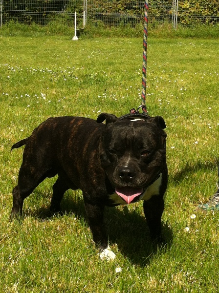 Elvis'  king off the king ' des Guerriers Occitans