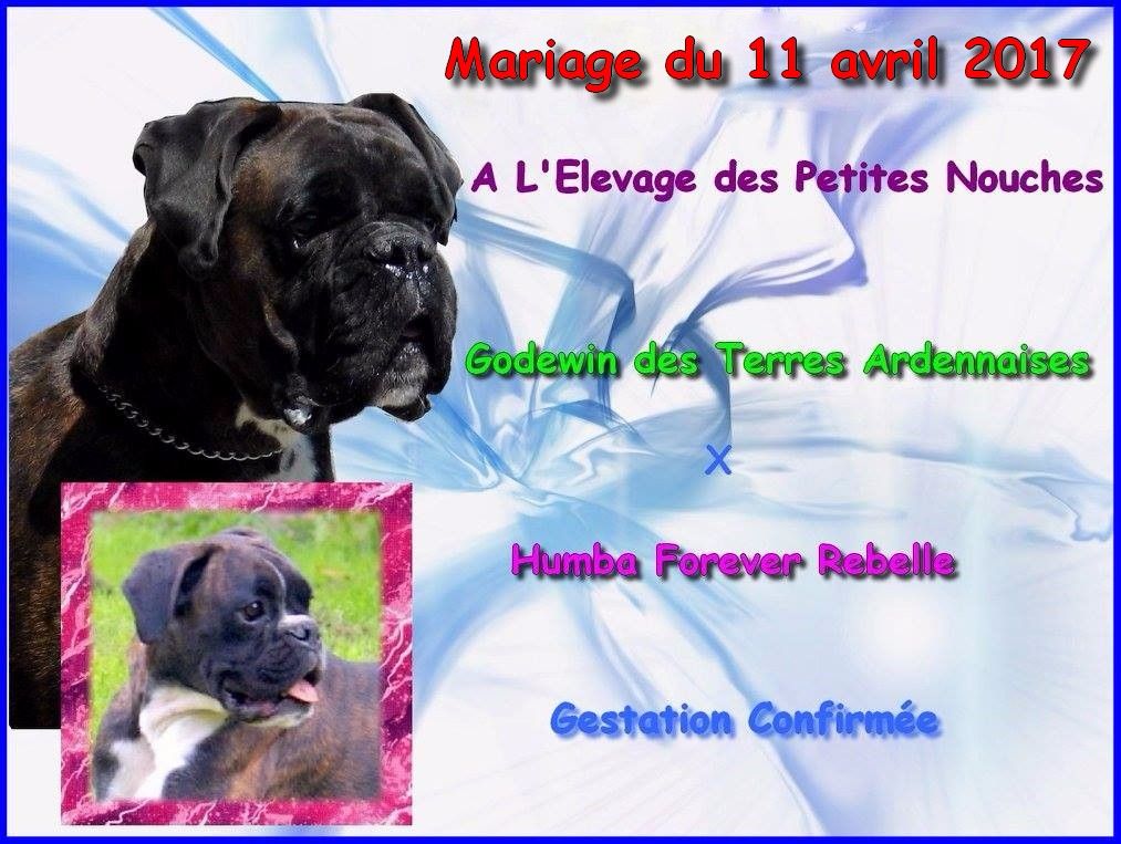 Godewin des terres ardennaises
