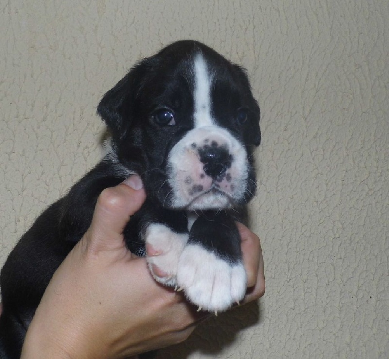 Jolie'baby des terres ardennaises