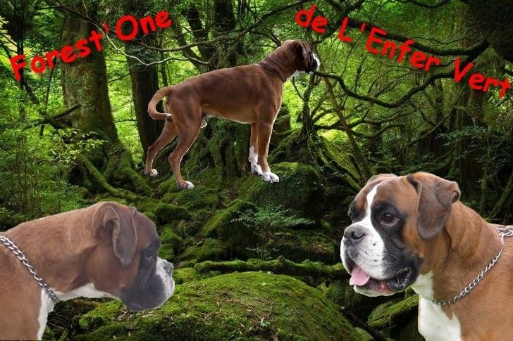 Forest'one de L'Enfer Vert