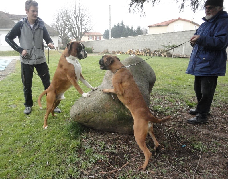 H'electra des terres ardennaises