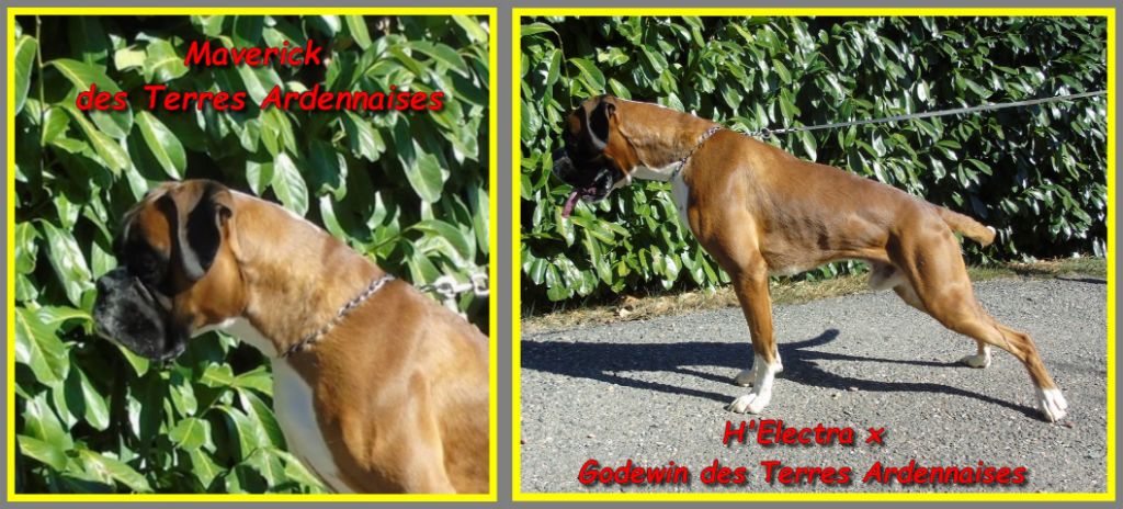 Maverick des terres ardennaises