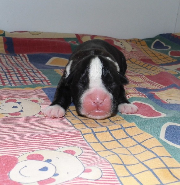 Jolie'baby des terres ardennaises
