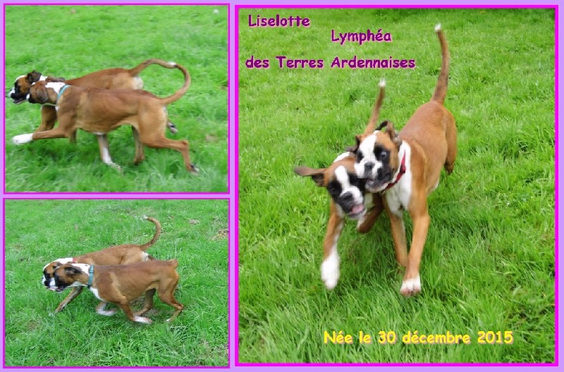 Lymphéa des terres ardennaises
