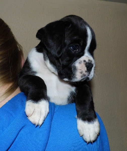 Jolie'baby des terres ardennaises