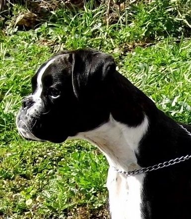 Jolie'baby des terres ardennaises