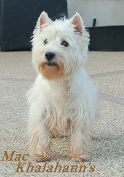 Publication : Mac Khalahann's Auteur : Mac Khalahann