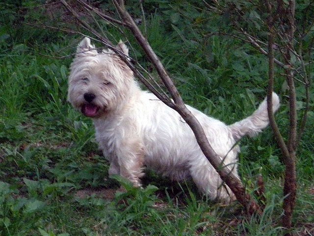 Publication : Mac Khalahann's