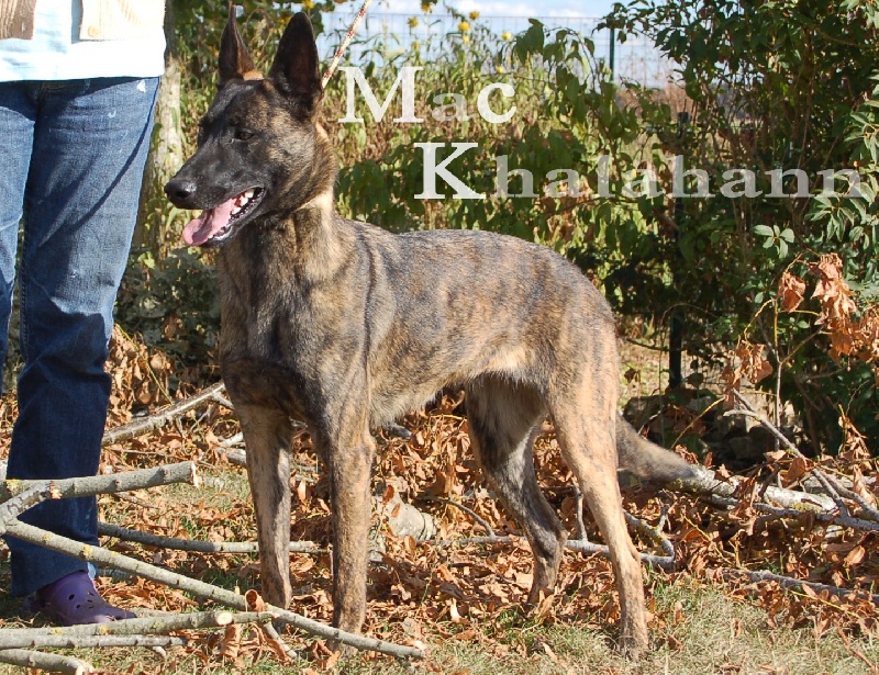 Publication : Mac Khalahann's Auteur : McK