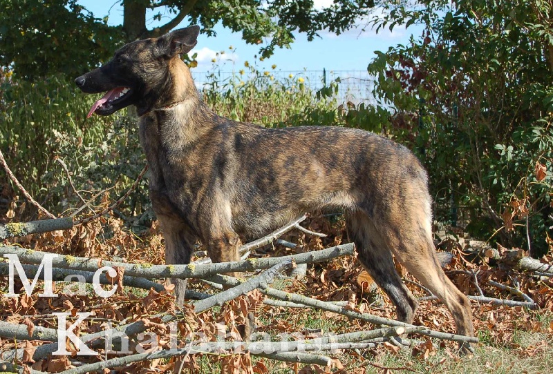 Publication : Mac Khalahann's Auteur : McK