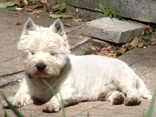 Publication : Mac Khalahann's