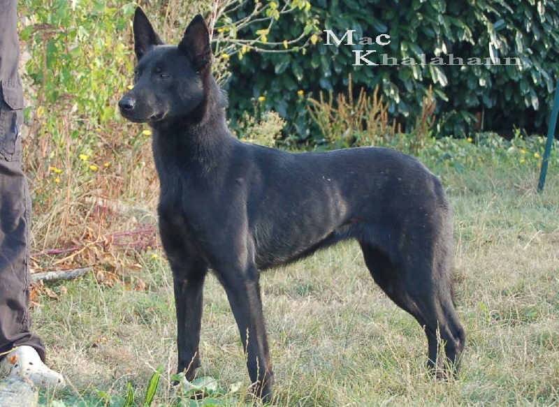 Mac Khalahann's Furtive