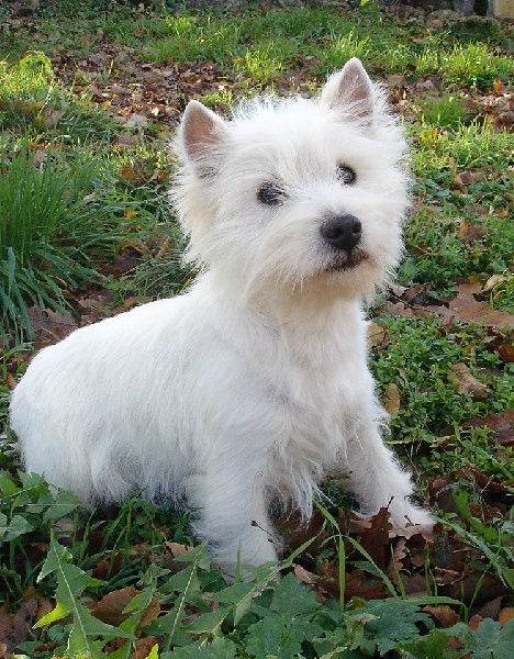 Publication : Mac Khalahann's Auteur : Mac Khalahann