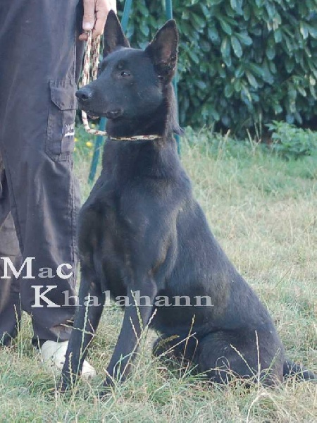 Mac Khalahann's Furtive