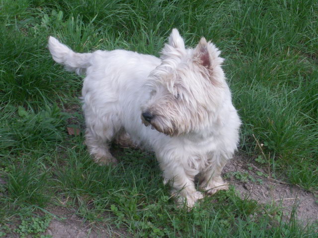 Publication : Mac Khalahann's