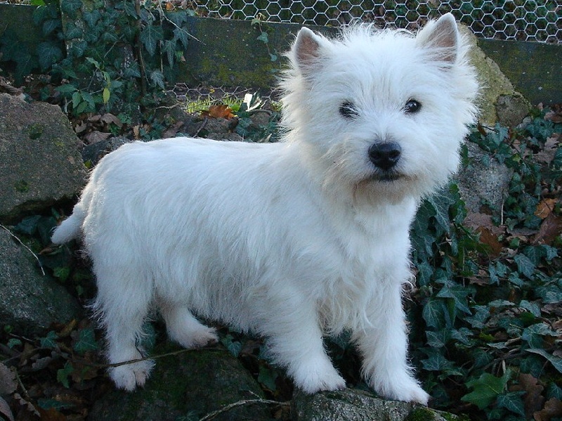 Publication : Mac Khalahann's Auteur : Mac Khalahann