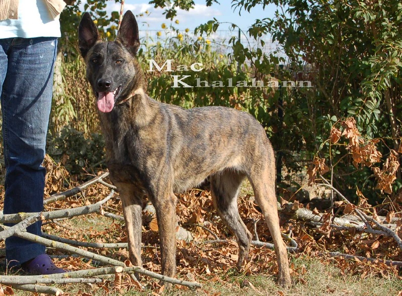 Publication : Mac Khalahann's Auteur : McK