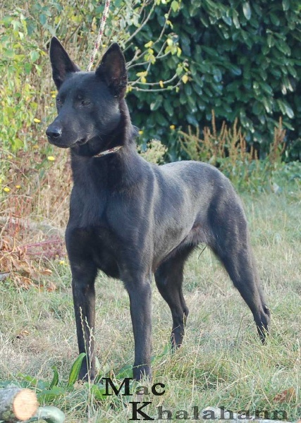 Mac Khalahann's Furtive