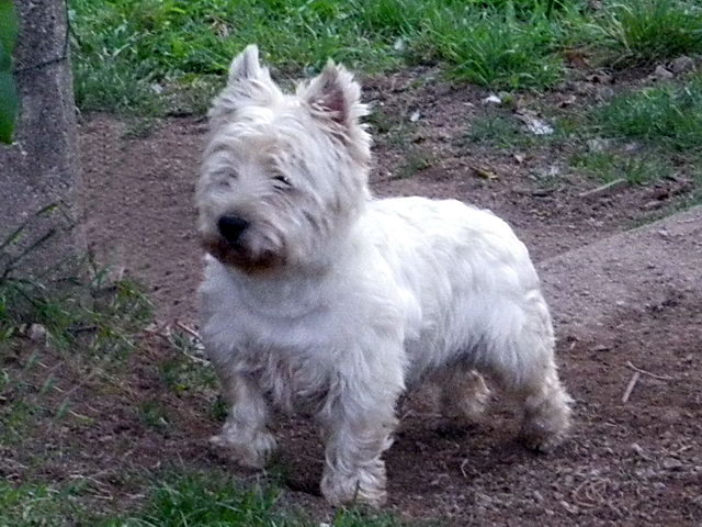 Publication : Mac Khalahann's