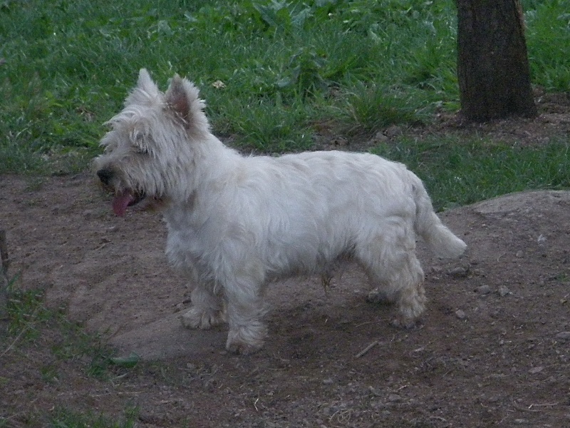 Publication : Mac Khalahann's