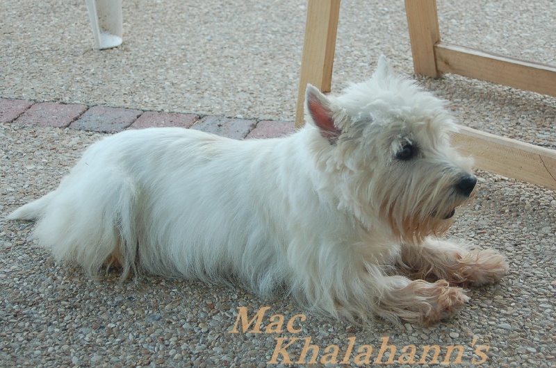 Publication : Mac Khalahann's Auteur : Mac Khalahann