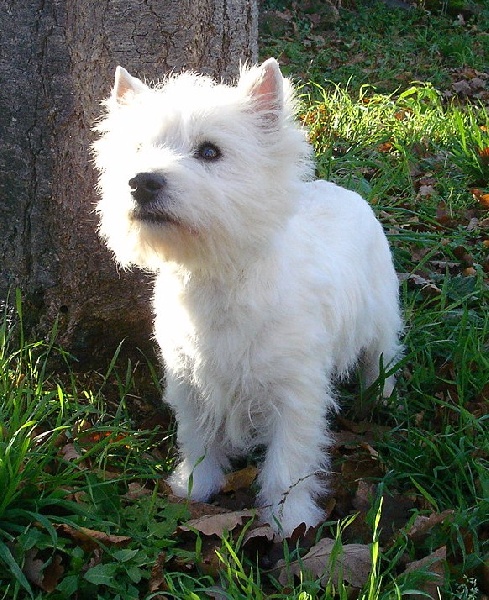 Publication : Mac Khalahann's Auteur : Mac Khalahann